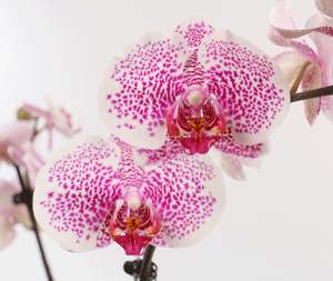 orchid hybridization