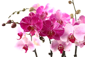 significance of orchids