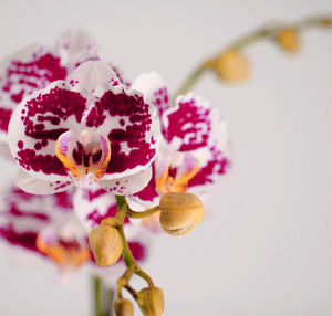 orchid deception