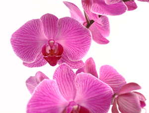 popular orchids