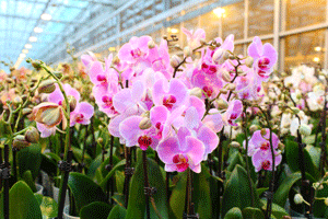 types of orchids