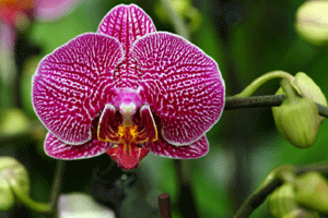 orchids in medicine