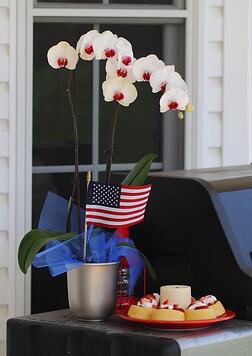 4th of july orchid