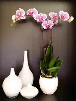 famous orchids