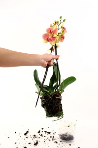 orchid being repotted