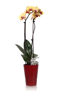 orchid in red pot