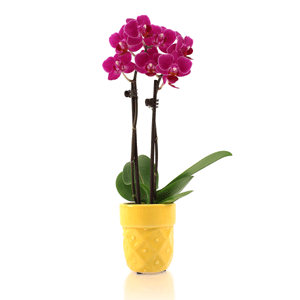 mini-orchid-4