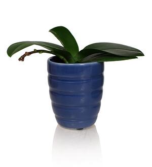 blue orchid pot