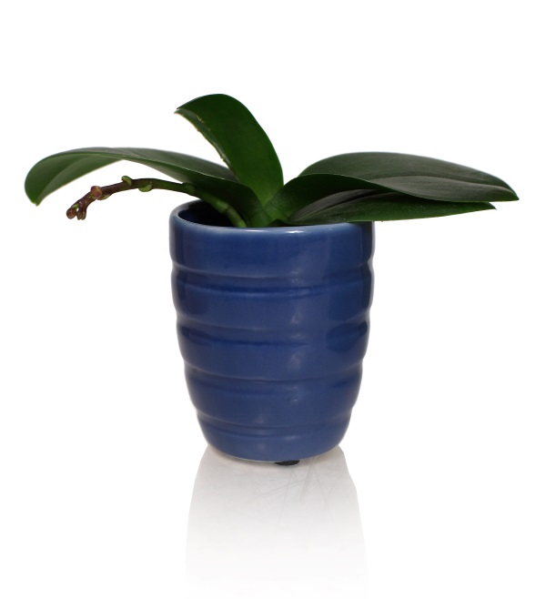 blue orchid pot
