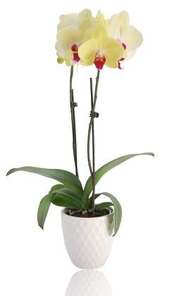 orchid in white pot