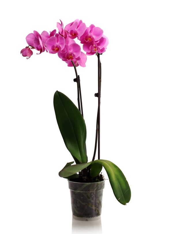 tall pink orchid