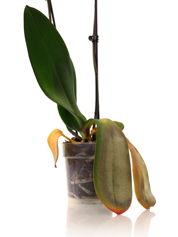 Summer Heat Will Stress Phalaenopsis Orchids, Part 2 Of 2