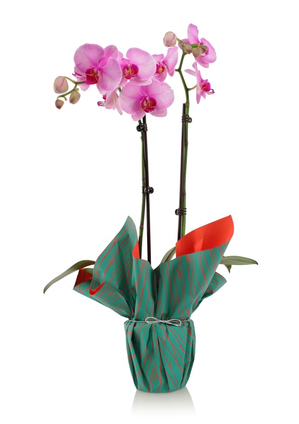 orchid in a gift wrapped pot Can Orchids Cause Allergies