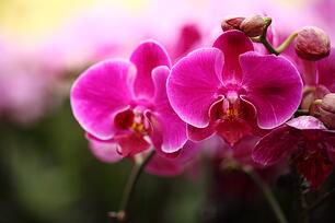 pink orchid