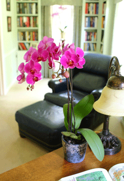 watering orchids