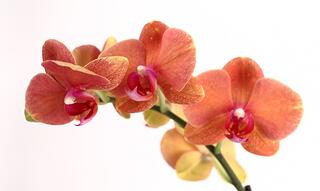 phalaenopsis orchid