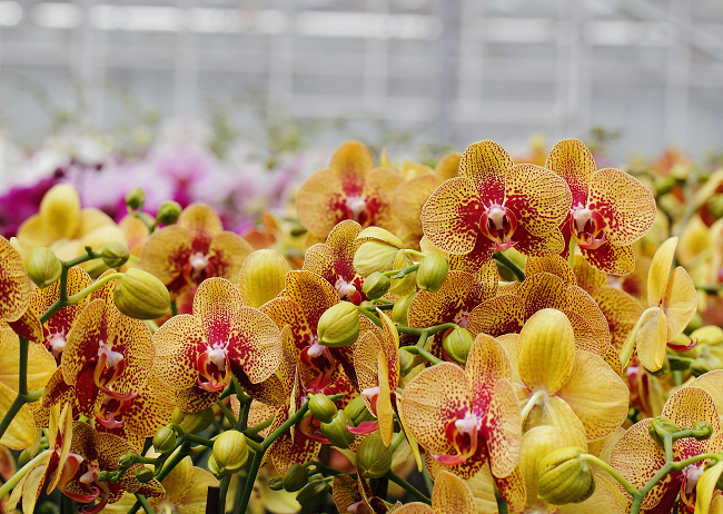 Hail to the New King of the Floral Department: The Orchid