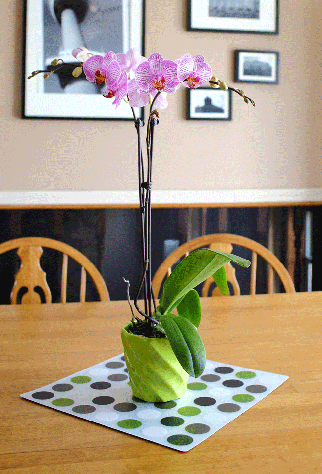 kitchen-orchids