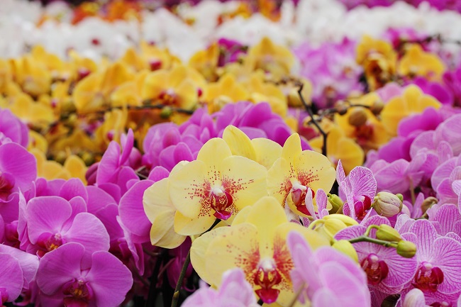 orchid-mix