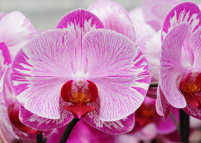 pink-orchid-full-bloom