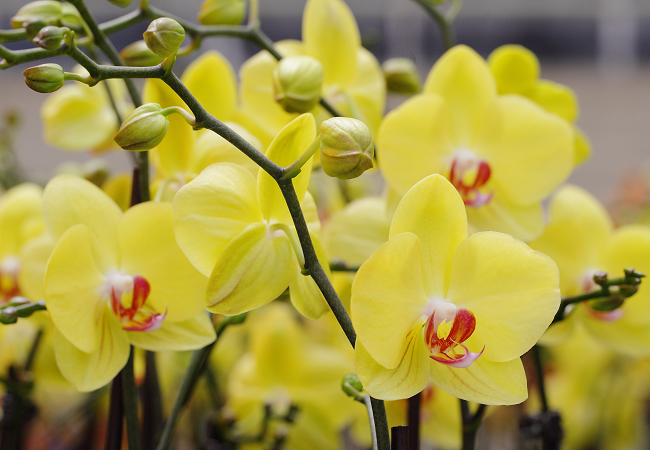 group-yellow-orchid