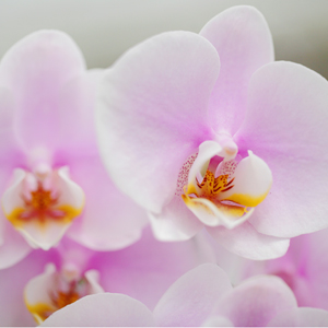 orchid-blooming-basics
