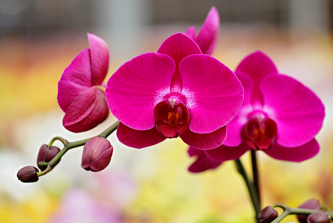 stunning-pink-orchid