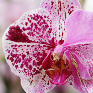 Unique-Orchids