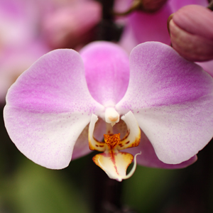 early-life-of-orchids