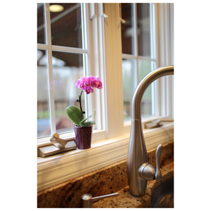 The Proper Light Exposure For Your Phalaenopsis Orchid