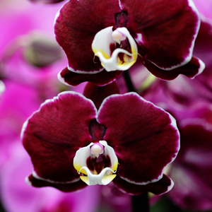 Choosing The Right Orchid Decor To Transform Your Space