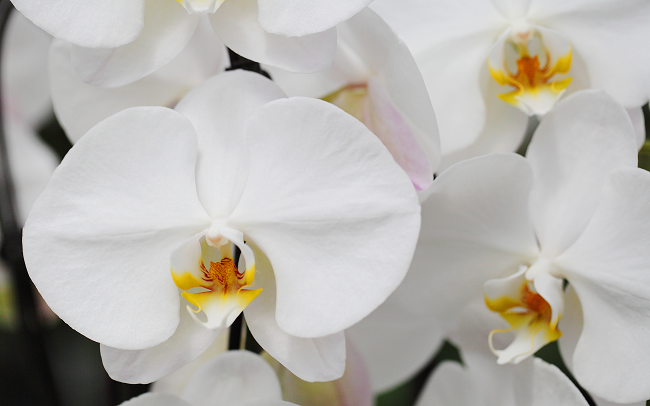 simple-white-orchid
