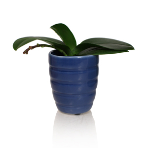 Orchids-Need-Rest