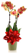 HolidayKit-LP-Orchid-Left.jpg