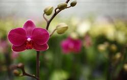 Purple orchid