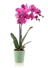 purple orchid in blue pot