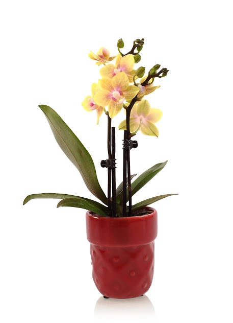 mini_orchid_6