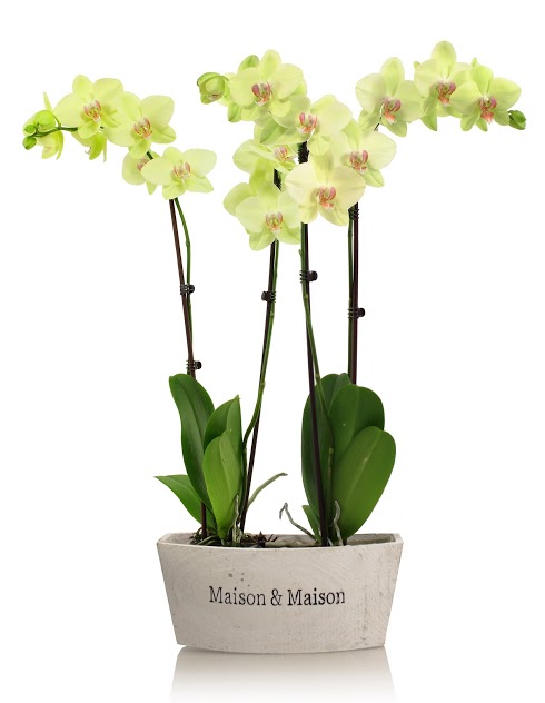 Maison__Maison-_White