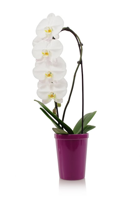 White_Waterfall_Orchid-_Quito_Purple_(2)