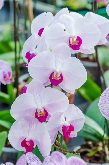 The Advantages of Selling Orchids Over Other 6-inch Plants