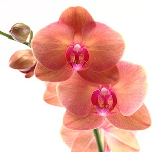 orchid-home-remedies-1