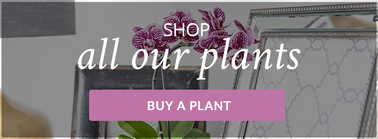 Buy-Indoor-Plants-Online