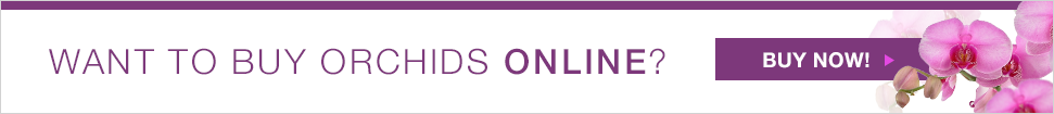 Buy Orchids Online