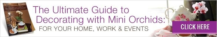 Download our guide and learn how to decorate with mini orchids