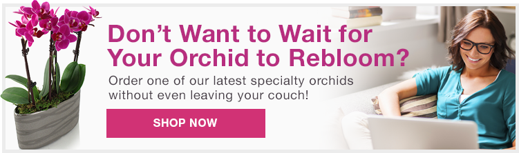 Don't want to wait for you orchid to rebloom?