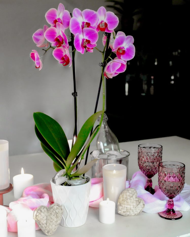 5 Plants That Symbolize Love for Valentine�s Day 5 Plants That Symbolize Love for Valentine�s Day