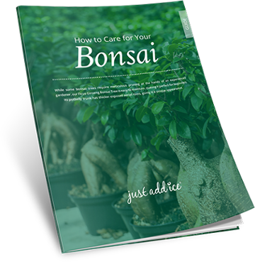 How to Care for Your Bonsai