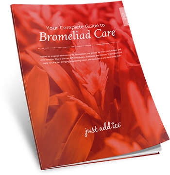 Your Complete Care Guide to Bromeliad Care