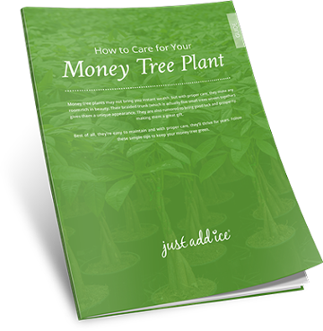 Money Tree Plants Just Add Ice Orchids - how to care for yourmoney tree plant