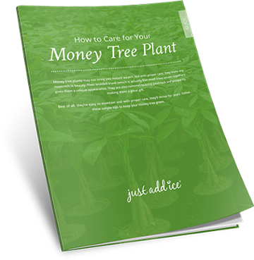 How to Care for Your Money Tree Plant